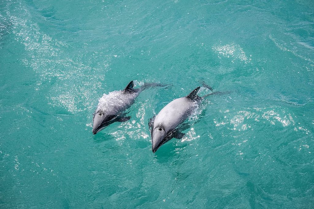 Voyage Faune sauvage de l'île du sud  3