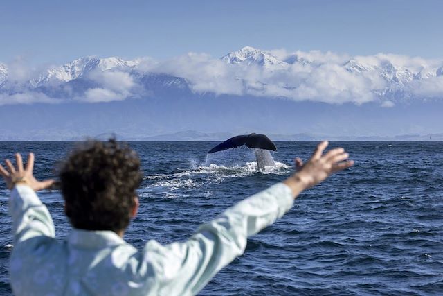 Observation animalière : Faune sauvage de l'île du sud Voyage Faune sauvage de l'île du sud