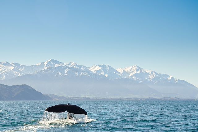 Voyage Faune sauvage de l'île du sud 
