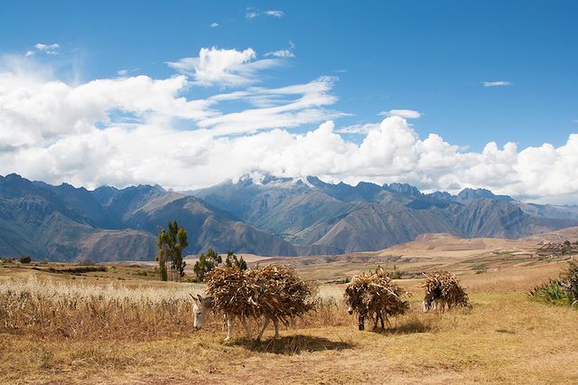 Voyage : Randonnée sur les chemins des Incas Voyage Randonnée sur les chemins des Incas