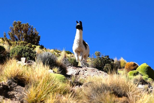 Désert : Sud Lipez, Salar d'Uyuni et Machu Picchu Voyage Sud Lipez, Salar d'Uyuni et Machu Picchu