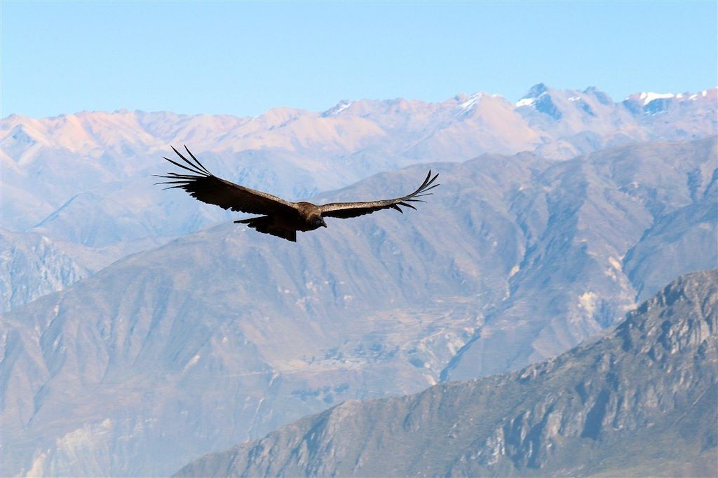 Voyage Canyon de Colca et hauts plateaux andins 3