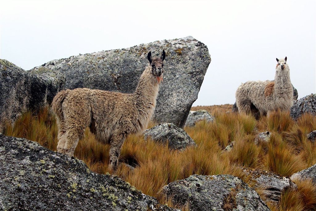Voyage Trek de Lares, sur les chemins secrets des Incas 3