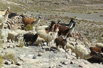 Circuits accompagnés Pérou