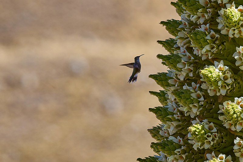 Observation animalière Pérou