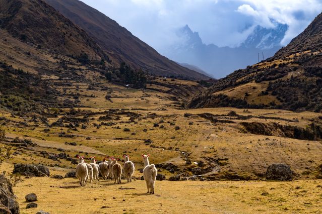 Voyage Trek des cités incas, Choquequirao et Machu Picchu 1