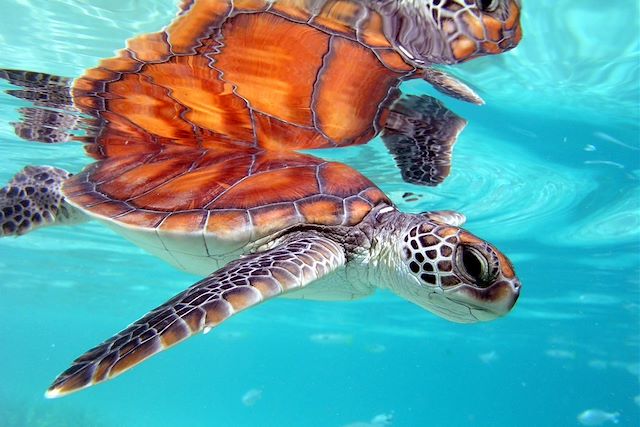 Baignade - Snorkeling : De Moorea à Mataiva, l'île oubliée Voyage De Moorea à Mataiva, l'île oubliée