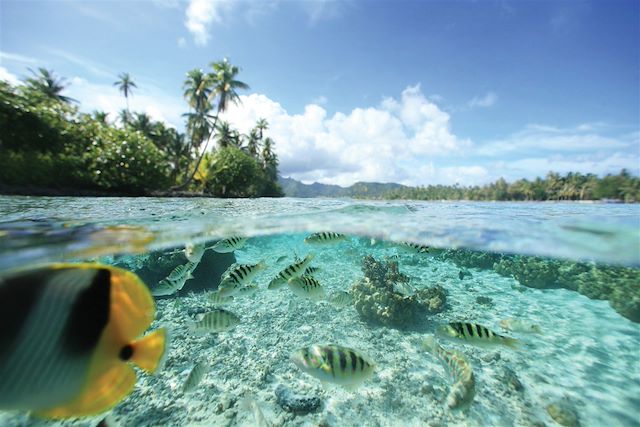 Bord de mer et îles : Palmes et lagons, de Moorea à Bora Bora Voyage Palmes et lagons, de Moorea à Bora Bora