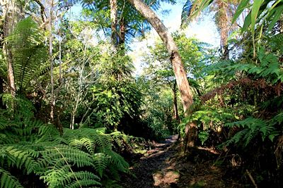 Randonnée Réunion