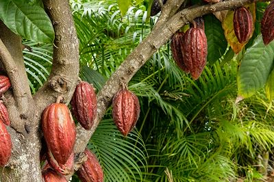 La Réunion en douceur, balades et saveurs créoles