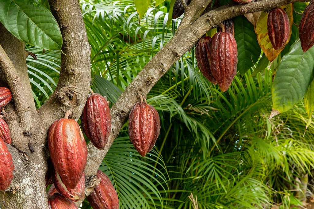 Découverte Réunion