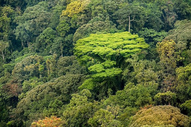 Découverte : Du Rwanda au Kenya, magie sauvage et paradis marin Voyage Du Rwanda au Kenya, magie sauvage et paradis marin