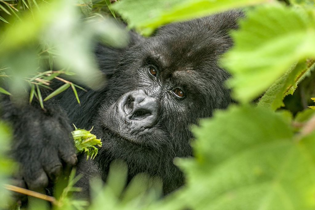Observation animalière Rwanda