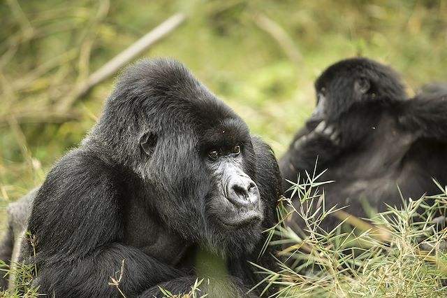 Découverte : Du Rwanda au Kenya, magie sauvage et paradis marin Voyage Du Rwanda au Kenya, magie sauvage et paradis marin