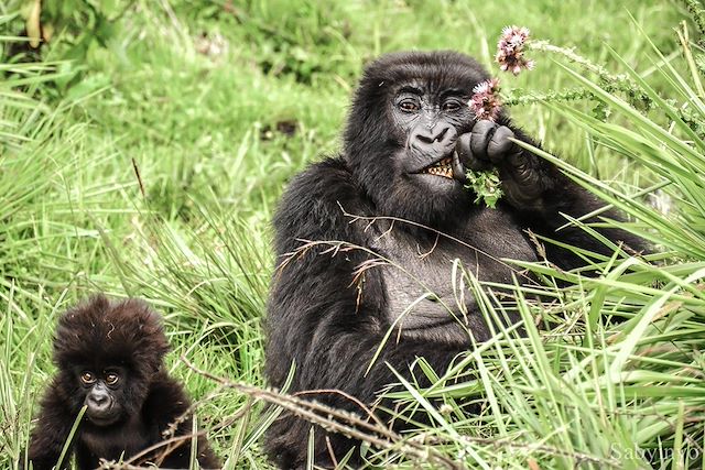 Voyage Immersion rwandaise : entre culture et primates 