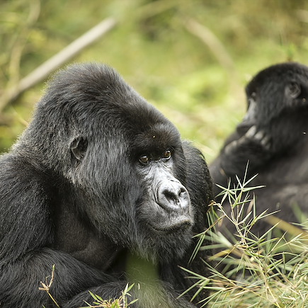 Voyage Rwanda