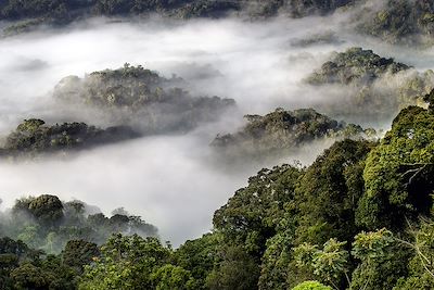 Safari Rwanda