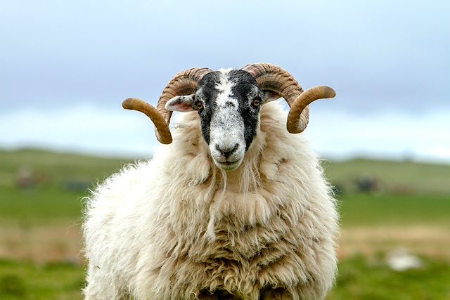 Randonnée : Les îles sauvages : Islay, Jura et Mull Voyage Les îles sauvages : Islay, Jura et Mull