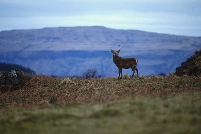 Voyage Les plus beaux sentiers de Glencoe à l’île de Skye