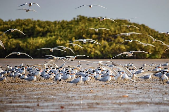 Voyage Le Siné Saloum, entre charme et traditions