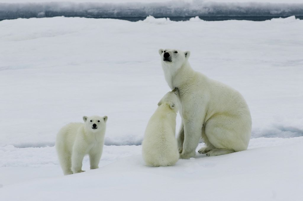 Voyage Un été avec les ours polaires 3