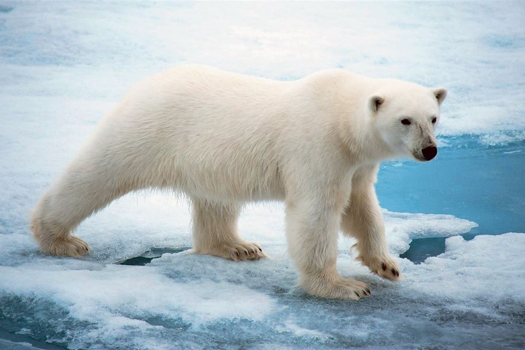Voyage Un été avec les ours polaires 1