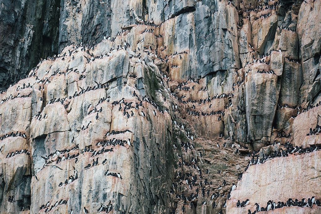 Voyage Un été avec les ours polaires 2