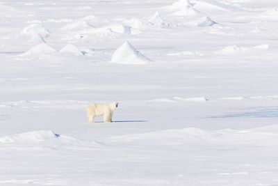 Observation animalière