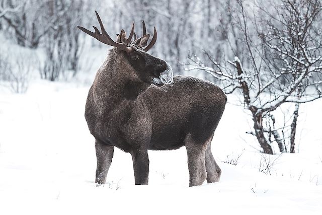 Voyage L'hiver en famille au pays des Sami