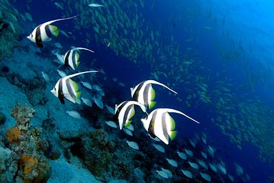 Seychelles : Voyages sur mesure