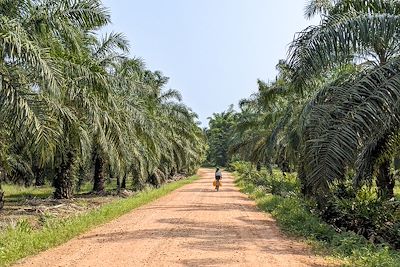 Bangkok, Khao Sok et les îles du Sud à vélo