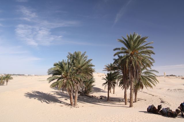Voyage Oasis et dunes du Grand Erg oriental