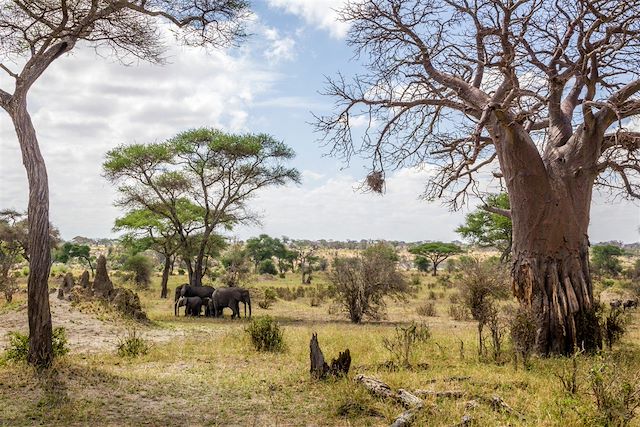 Voyage Safari en Tanzanie et rêveries à Zanzibar 