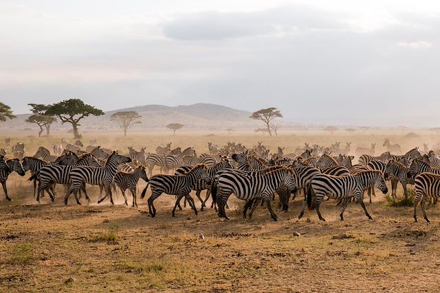 Voyage Safari en Tanzanie et rêveries à Zanzibar 