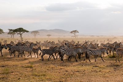 Safari Tanzanie