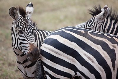 Safari Tanzanie