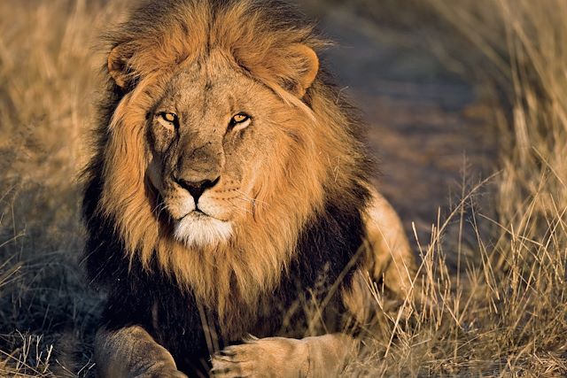 Voyage Spécial grande migration du Serengeti