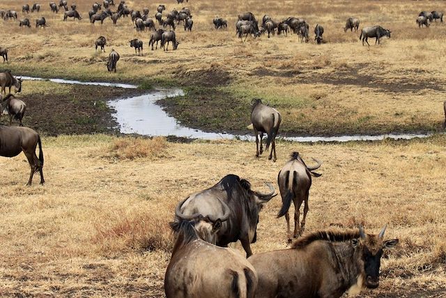 Voyage Spécial grande migration du Serengeti