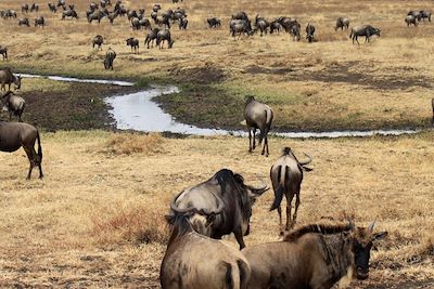Spéciale grande migration du Serengeti