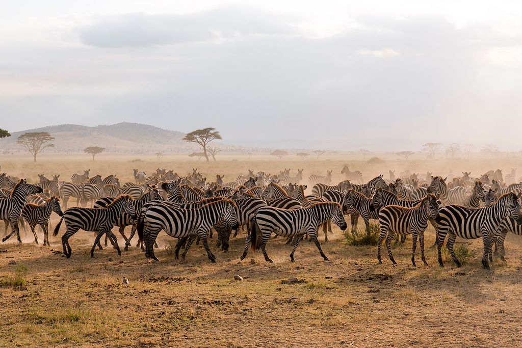 Safari Serengeti