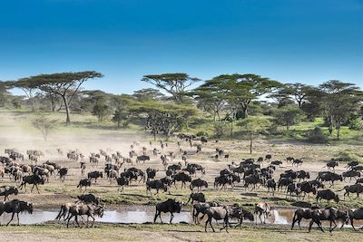 Voyage  Serengeti