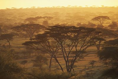 Safari Tanzanie