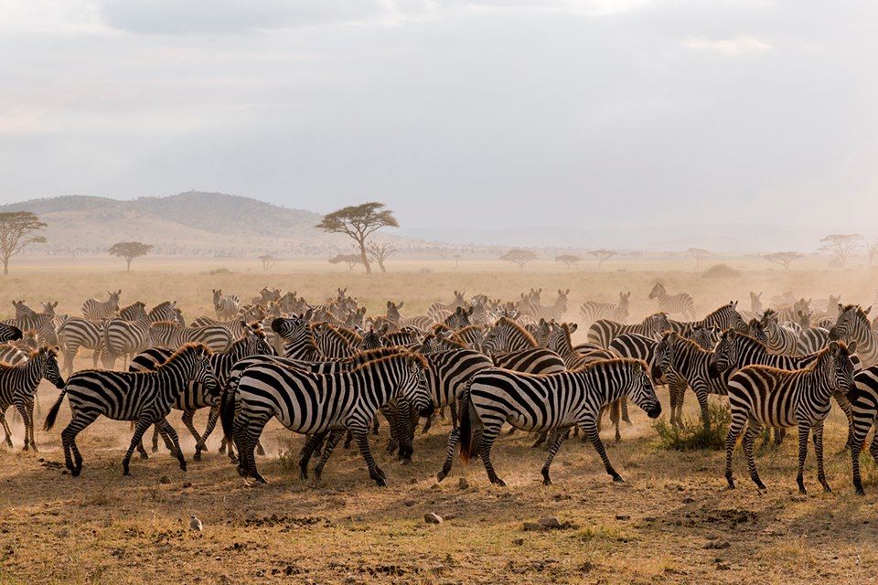 Voyage Lagons et safaris, de Jambiani au Serengeti  2