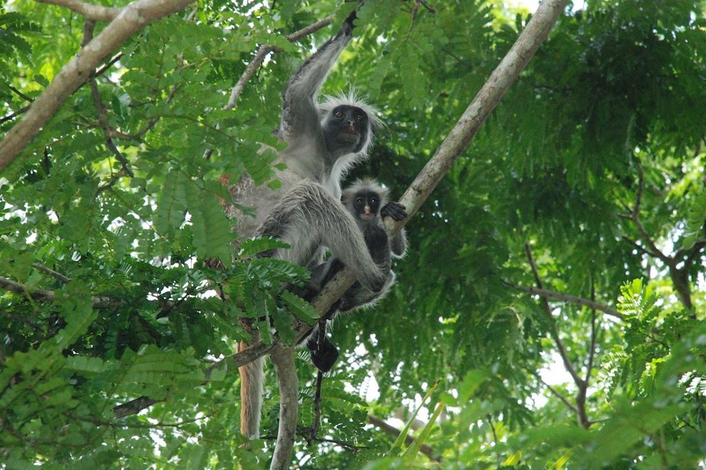 Voyage Rencontre avec le roi de la savane et Zanzibar 3
