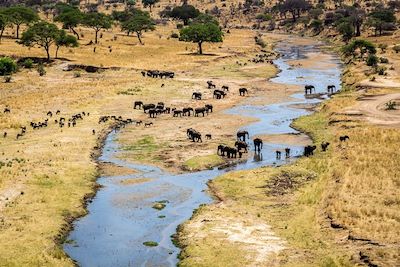 Safari en véhicule Tarangire