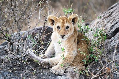 Voyages en famille Tanzanie