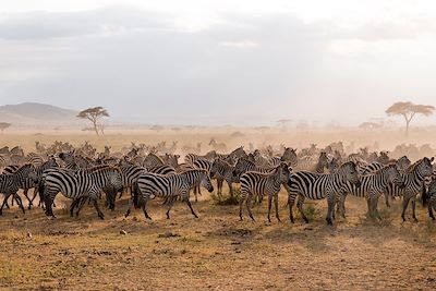 Voyage  Tarangire