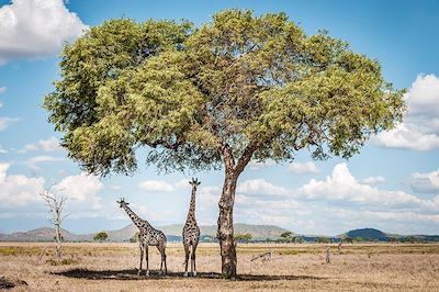 Safari Tanzanie