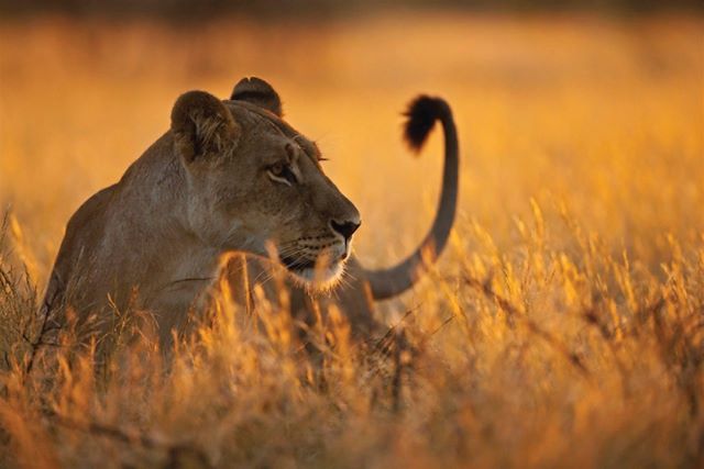 Safari : Safaris d'exception de la Tanzanie au Rwanda Voyage Safaris d'exception de la Tanzanie au Rwanda