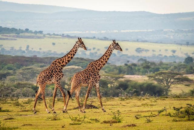 Safari : Safaris d'exception de la Tanzanie au Rwanda Voyage Safaris d'exception de la Tanzanie au Rwanda